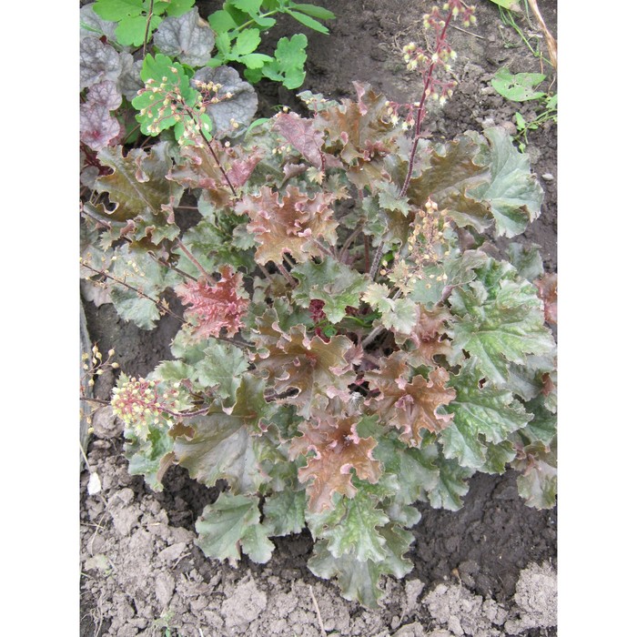 Гейхера (Хеухера) гибридная Каппучино, р-р I, 1 шт, Осень 2025 - Фото 1