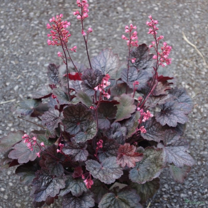 Гейхера (Хеухера) гибридная Регина, р-р I, 1 шт, Осень 2025 - Фото 1
