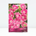 Герань кроваво-красная Элке, корневище в пакете с торфогрунтом, р-р I, 1 шт. - Фото 1