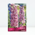 Дельфиниум тихоокеанский «Астолат», р-р I, 1 шт., Осень 2025 - Фото 1