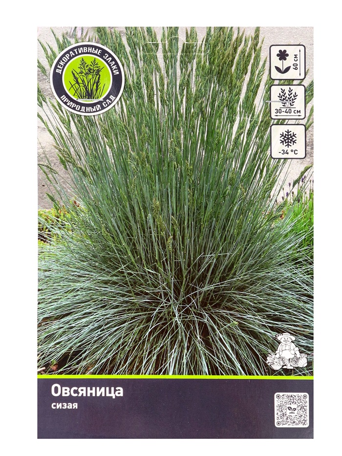 Овсяница сизая, р-р I, 1 шт., Весна 2026 - Фото 1