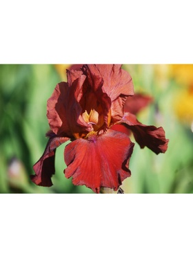 Ирис бородатый «Апачи», р-р I, 1 шт., Осень 2025