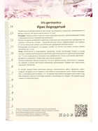 Ирис бородатый «Голден Эппл», р-р 1, 1 шт., корневище в торфогрунте 10369226 - фото 16353936
