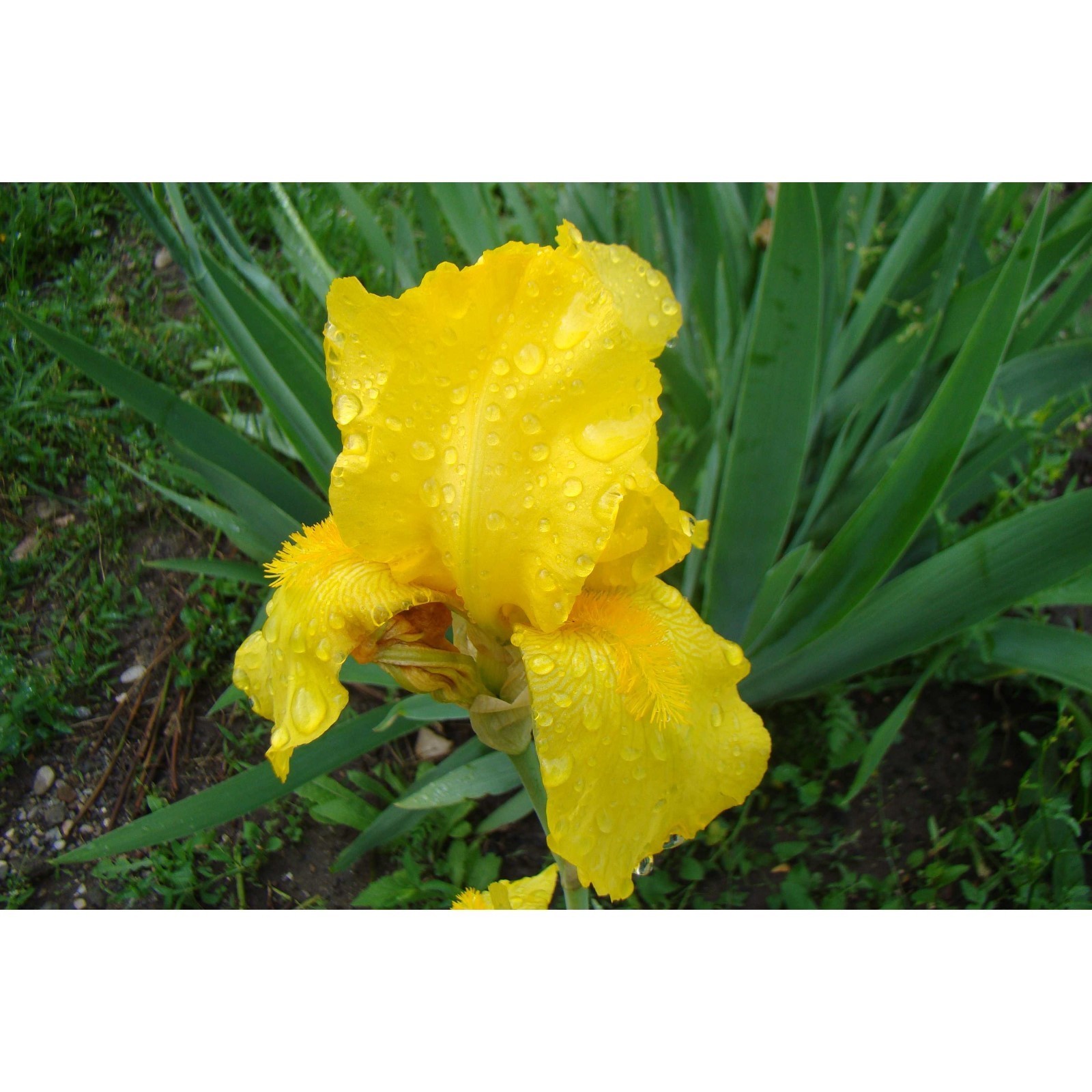 Ирис желтый фото и описание Ирис желтый фото и описание