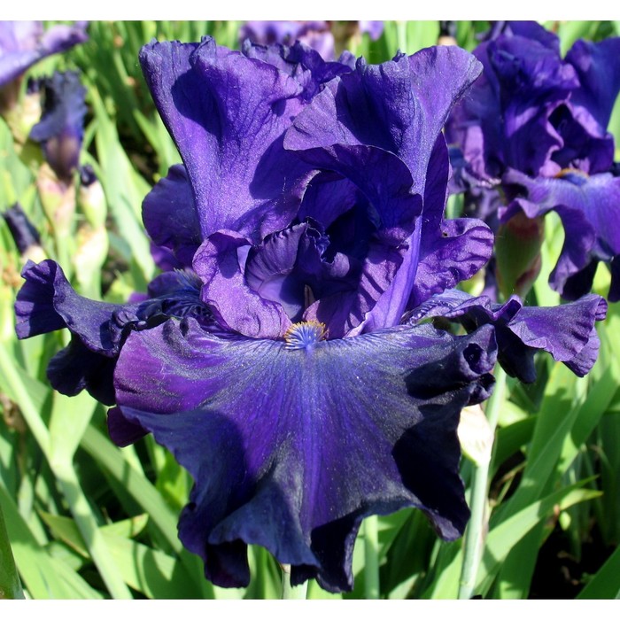 Ирис бородатый «Найт Аул», р-р I, 1 шт., Осень 2025