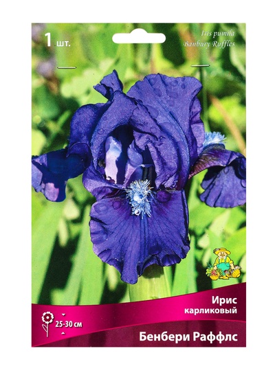 Ирис карликовый «Бенбери Раффлс», р-р I, 1 шт., Осень 2025