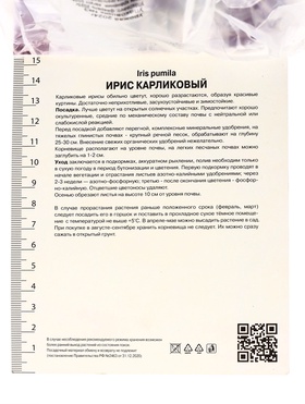 Корневище Ирис карликовый Фокус Покус, р-р I, 1 шт, Лето 2025