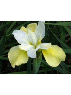 Ирис луизианский «Арабиан Байю», р-р I, 1 шт., Осень 2025