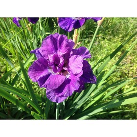 Ирис сибирский «Бандл ов Джой», р-р I, 1 шт., Осень 2025