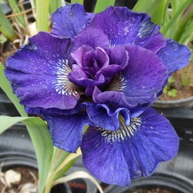 Ирис сибирский «Конкорд Краш», р-р I, 1 шт., Осень 2025