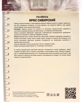 Корневище Ирис сибирский Мун Силк, р-р I, 1 шт, Лето 2025