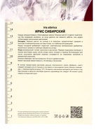 Ирис сибирский Нот Куайт Уайт, р-р I, 1 шт, Весна 2025 10369282 - фото 4357575
