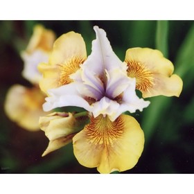 Ирис сибирский «Сара Тиффни», р-р I, 1 шт., Осень 2025