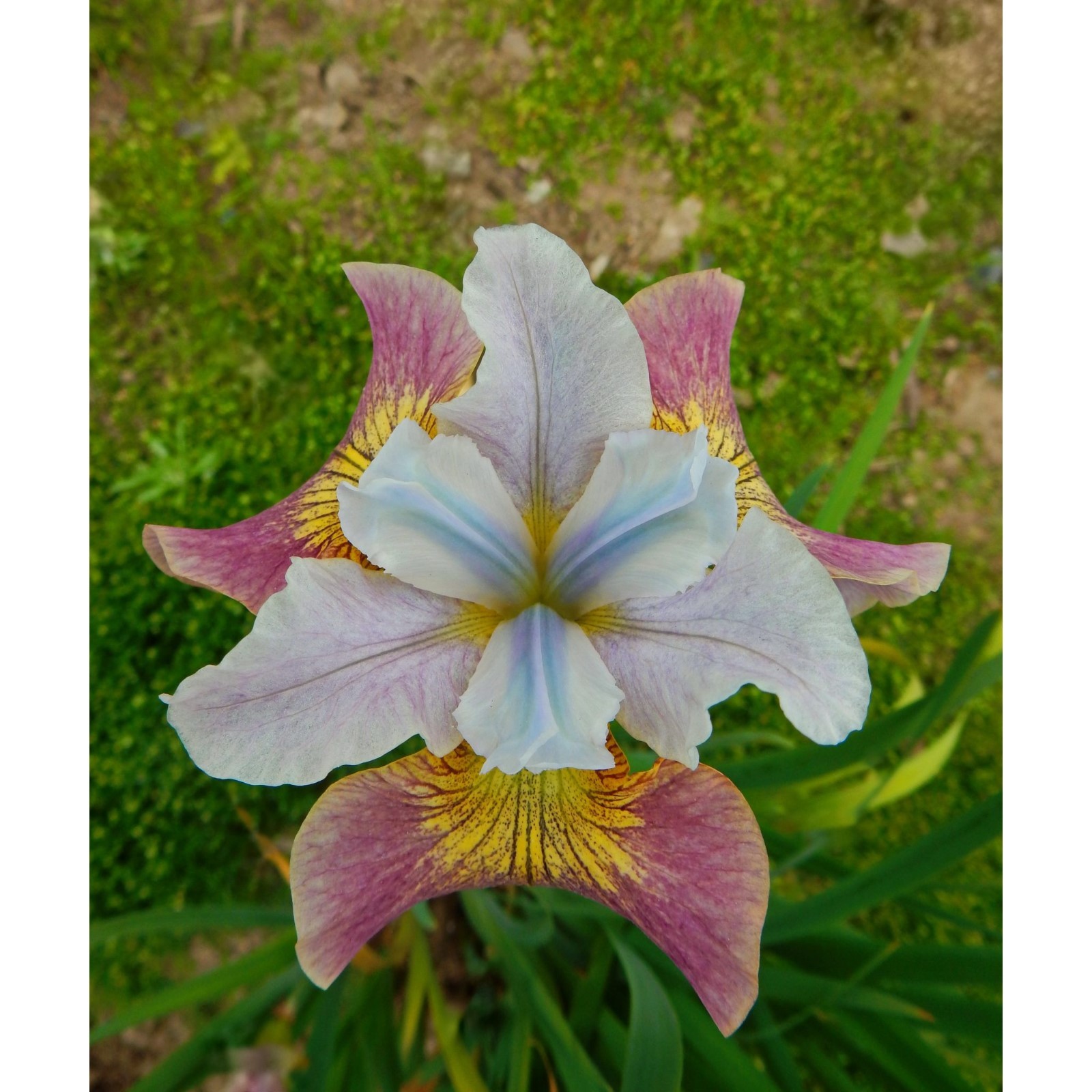 Ирис сибирский шугар раш фото и описание Ирис сибирский шугар раш фото и описание