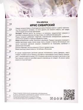 Корневище Ирис сибирский Шугар Раш, р-р I, 1 шт.