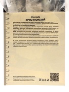 Ирис японский Грейвудс Катрина, р-р I, I шт, Весна 2025 10369297 - фото 4357594