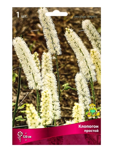 Клопогон простой, р-р I, 1 шт.