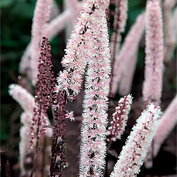 Клопогон фото и описание кустарника Клопогон фото и описание кустарника