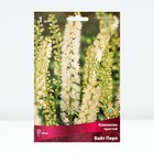 Клопогон простой Вайт Пёрл, р-р I, 1 шт. - Фото 1