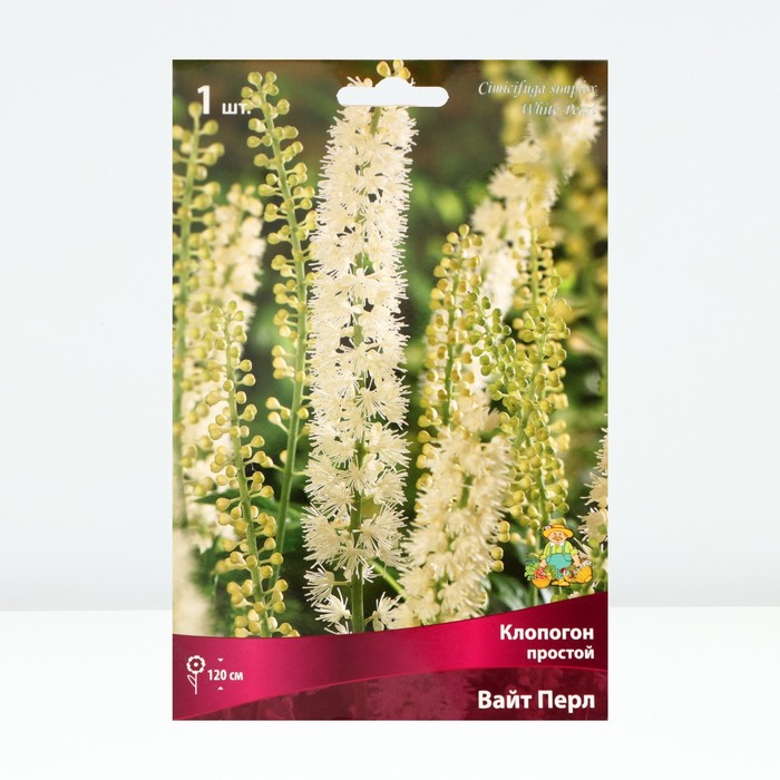 Клопогон простой Вайт Пёрл, р-р I, 1 шт. - Фото 1