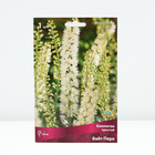 Клопогон простой Вайт Пёрл, р-р I, 1 шт. - Фото 4