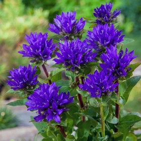 Колокольчик скученный Одесса Блу, р-р I, 1 шт, Весна 2026 10369321