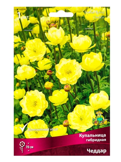 Купальница гибридная Чеддар, р-р I, 1 шт.