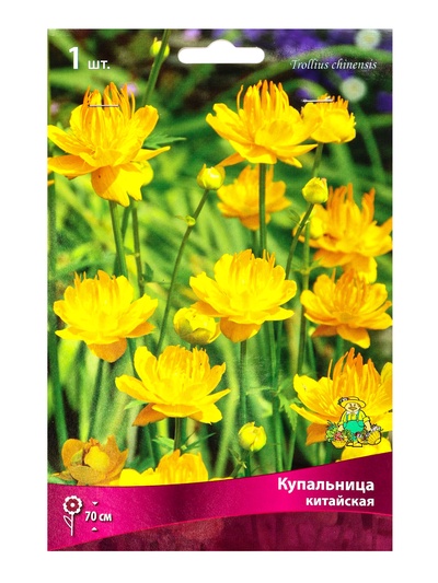 Купальница китайская, р-р I, 1 шт.