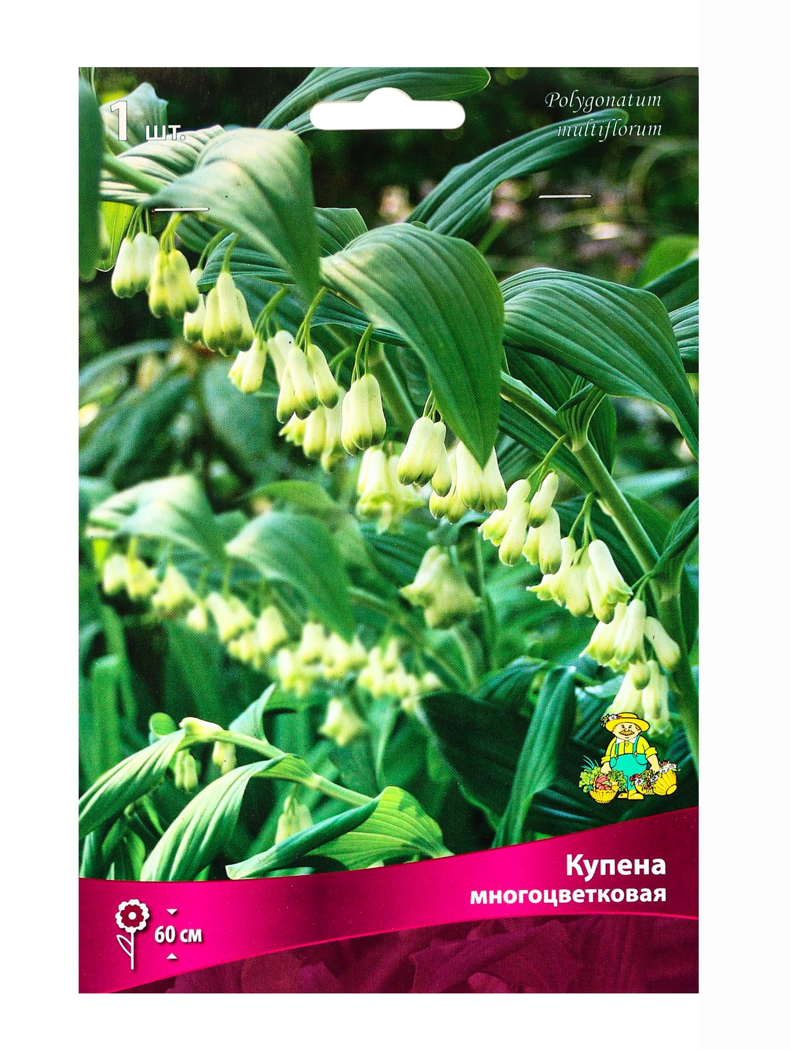 Купена многоцветковая - polygonatum multiflorum - описание таксона - плантариум