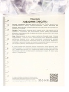Лабазник вязолистный Вариегата, р-р I, 1 шт, Весна 2025 10369338 - фото 4357634