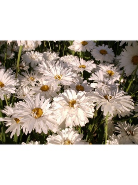 Нивяник наибольший «Крейзи Дейзи», р-р I, 1 шт., Осень 2025