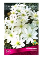 Печеночница азиатская, р-р I, 1 шт., Весна 2026 - Фото 1