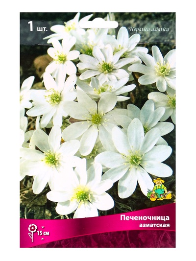 Печеночница азиатская, р-р I, 1 шт., Весна 2026