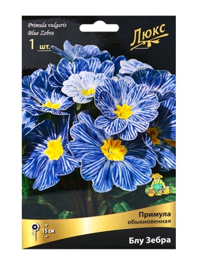 Примула Блу Зебра, р-р I, 1 шт, Весна 2025 10369377