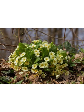 Примула «Дантель», р-р I, 1 шт., Осень 2025