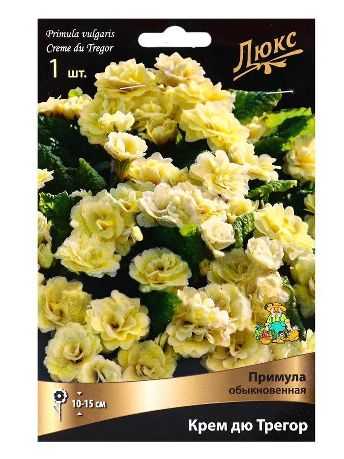 Примула «Крем дю Трегор», 1 шт., Осень 2026, «ПОИСК»
