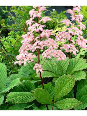 Роджерсия перистая Элеганс, р-р I, 1 шт, Осень 2025