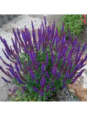 Сальвия дубравная (Шалфей) Блаукенигин, р-р I, 1 шт, Весна 2026 10369394