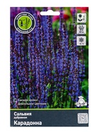 Сальвия дубравная (Шалфей) Карадонна, р-р I, 1 шт, Весна 2026 10369395
