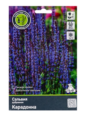 {{photo.Alt || photo.Description || 'Сальвия дубравная (Шалфей) Карадонна, р-р I, 1 шт, Весна 2026'}}