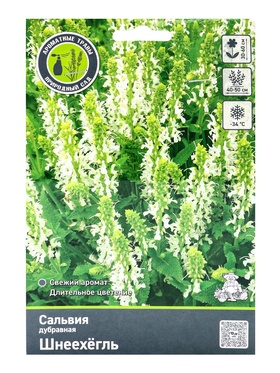 Сальвия дубравная (Шалфей) Шнеехёгль, р-р I, 1 шт, Осень 2025