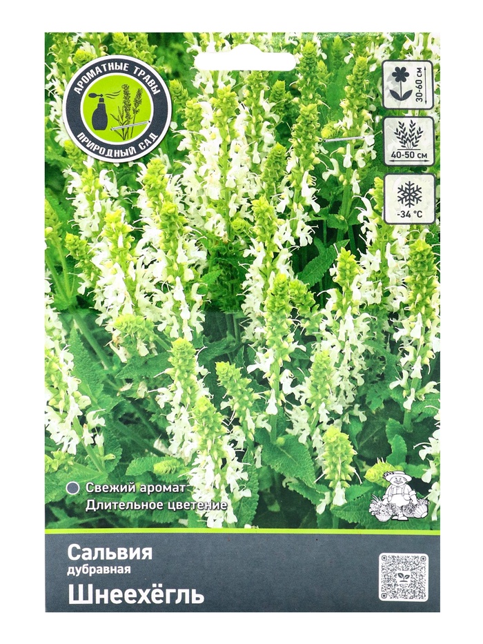 Сальвия дубравная (Шалфей) Шнеехёгль, р-р I, 1 шт, Осень 2025 - Фото 1