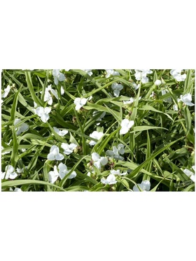 Традесканция Андерсона Инносенс, р-р I, 1 шт, Осень 2025