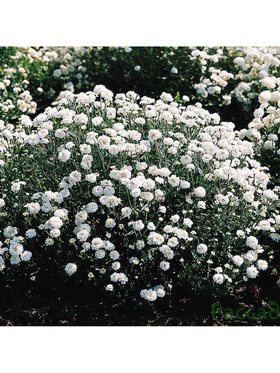 Тысячелистник птармика Вайт Перл, р-р I, 1 шт, Осень 2025