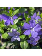 Барвинок большой "Варигата", туба, 1 шт, Весна 2026 10369437