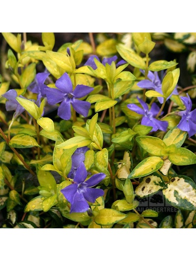 Барвинок малый Ауреовариегата туба, 1 шт. Весна 2026