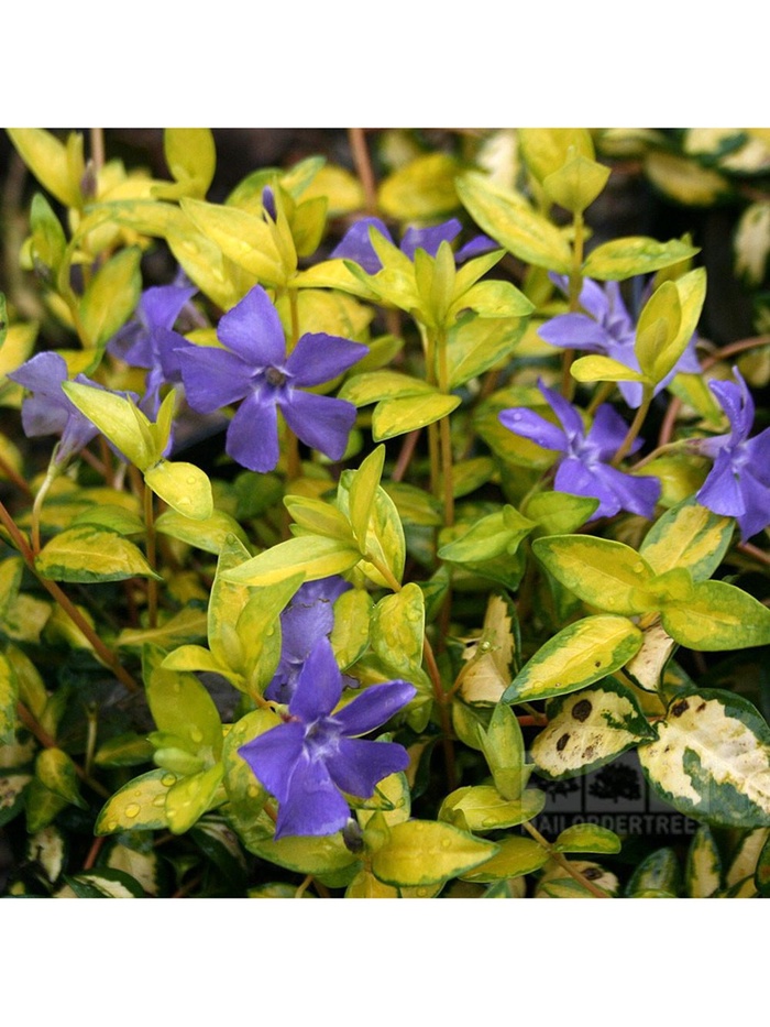 Барвинок малый 