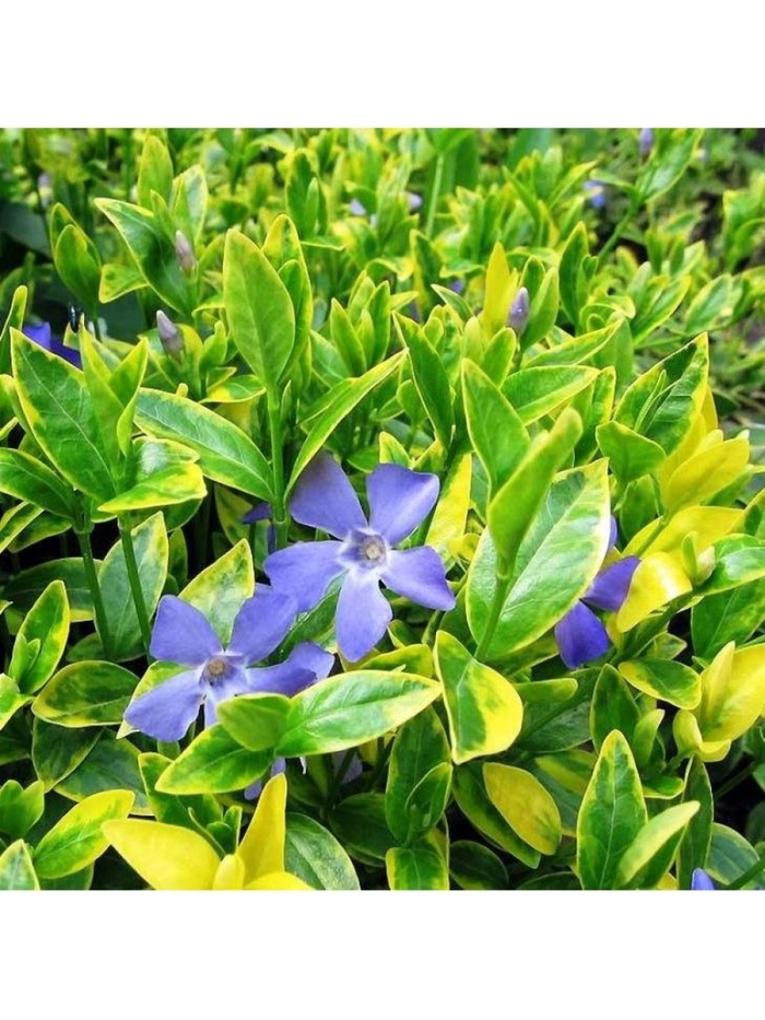 Барвинок малый Блю энд Голд туба, 1 шт. Весна 2026 - Фото 1