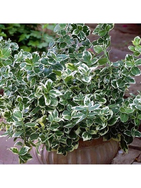 Бересклет Форчуна 