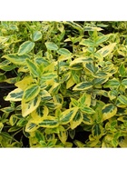 Бересклет Форчуна "Эмералд Голд", туба, 1 шт, Весна 2026 10369446